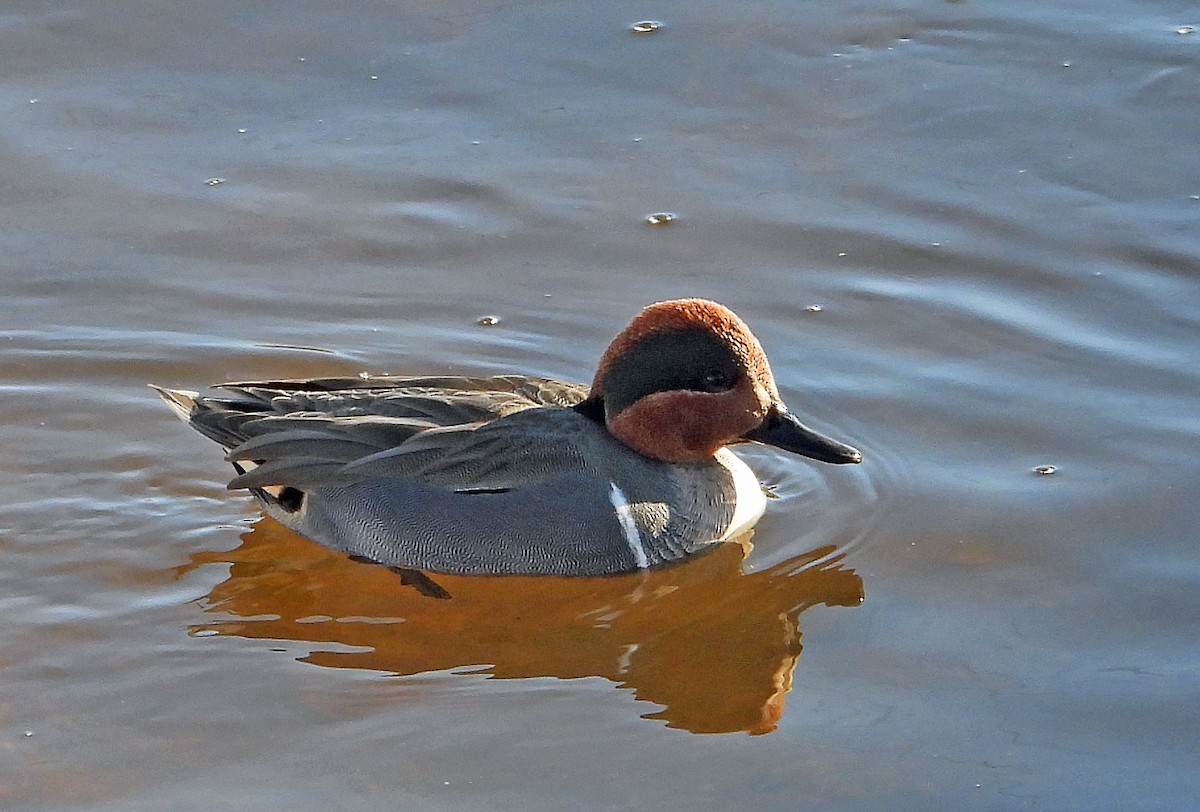 Green-winged Teal - Jack Robinson