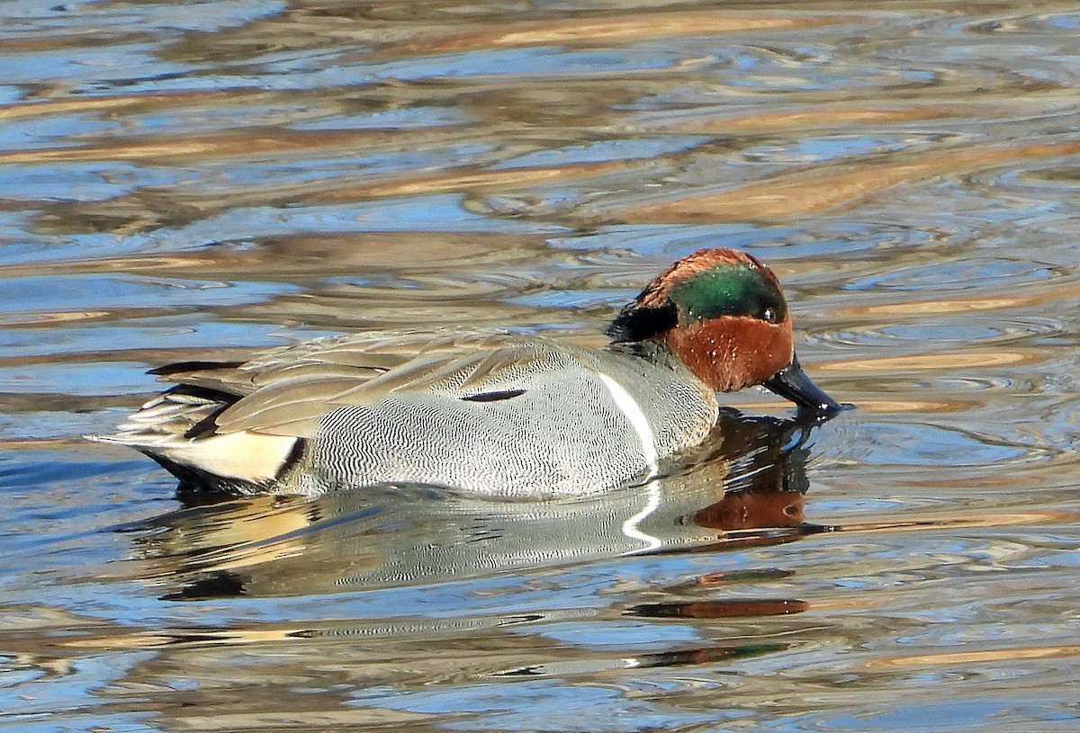 Green-winged Teal - ML613254213