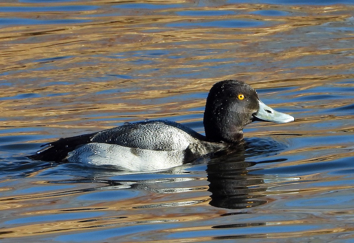 Lesser Scaup - ML613254221