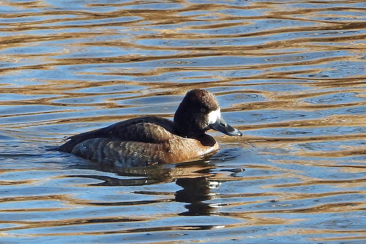 Lesser Scaup - ML613254222