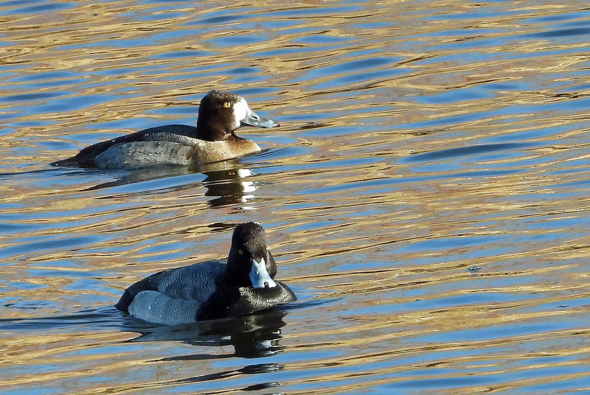 Lesser Scaup - ML613254223