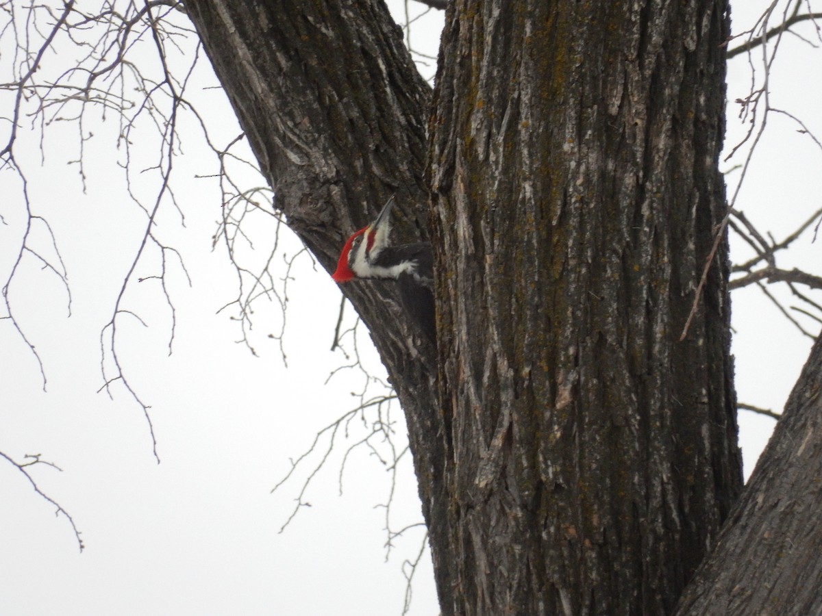 Pileated Woodpecker - Luc Blanchette