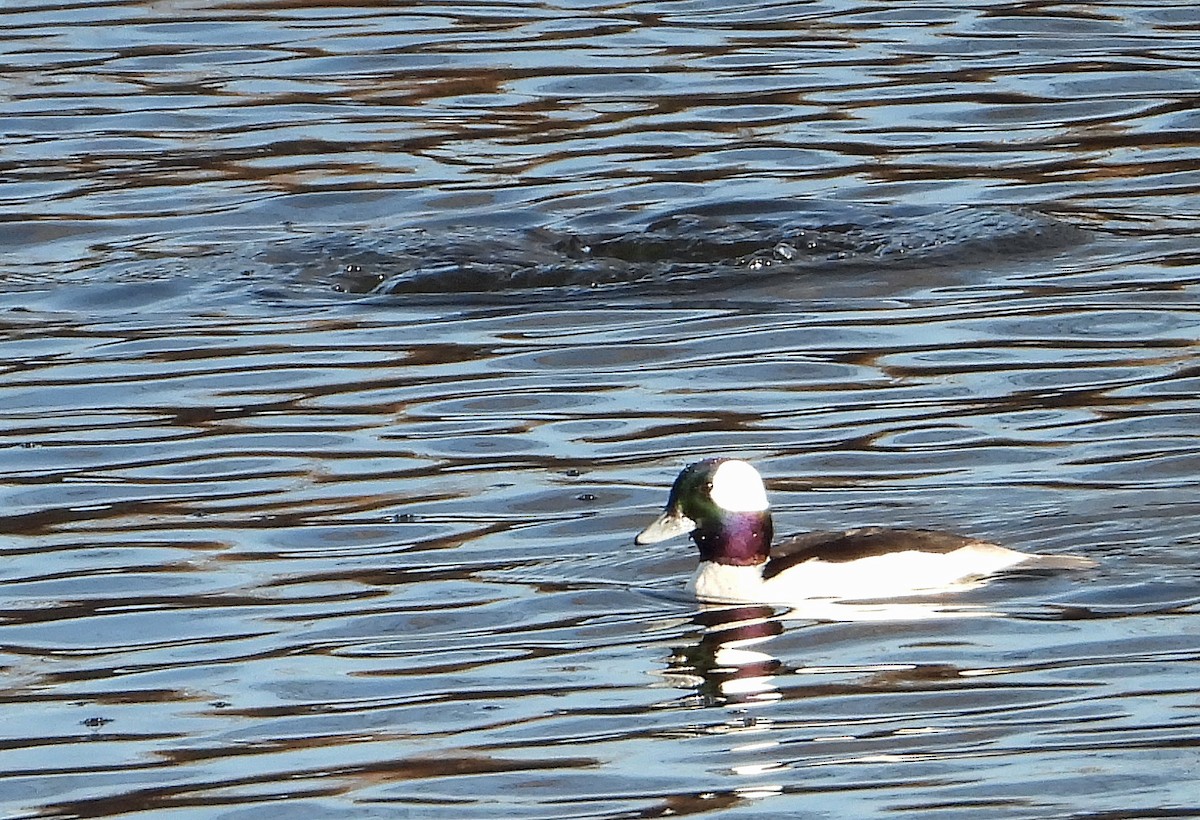 Bufflehead - ML613254230