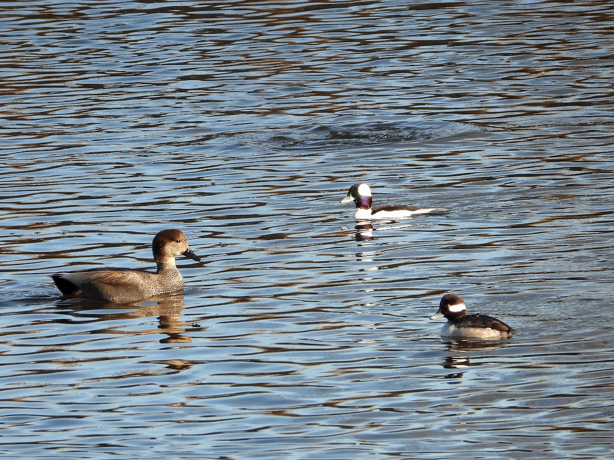 Bufflehead - ML613254231