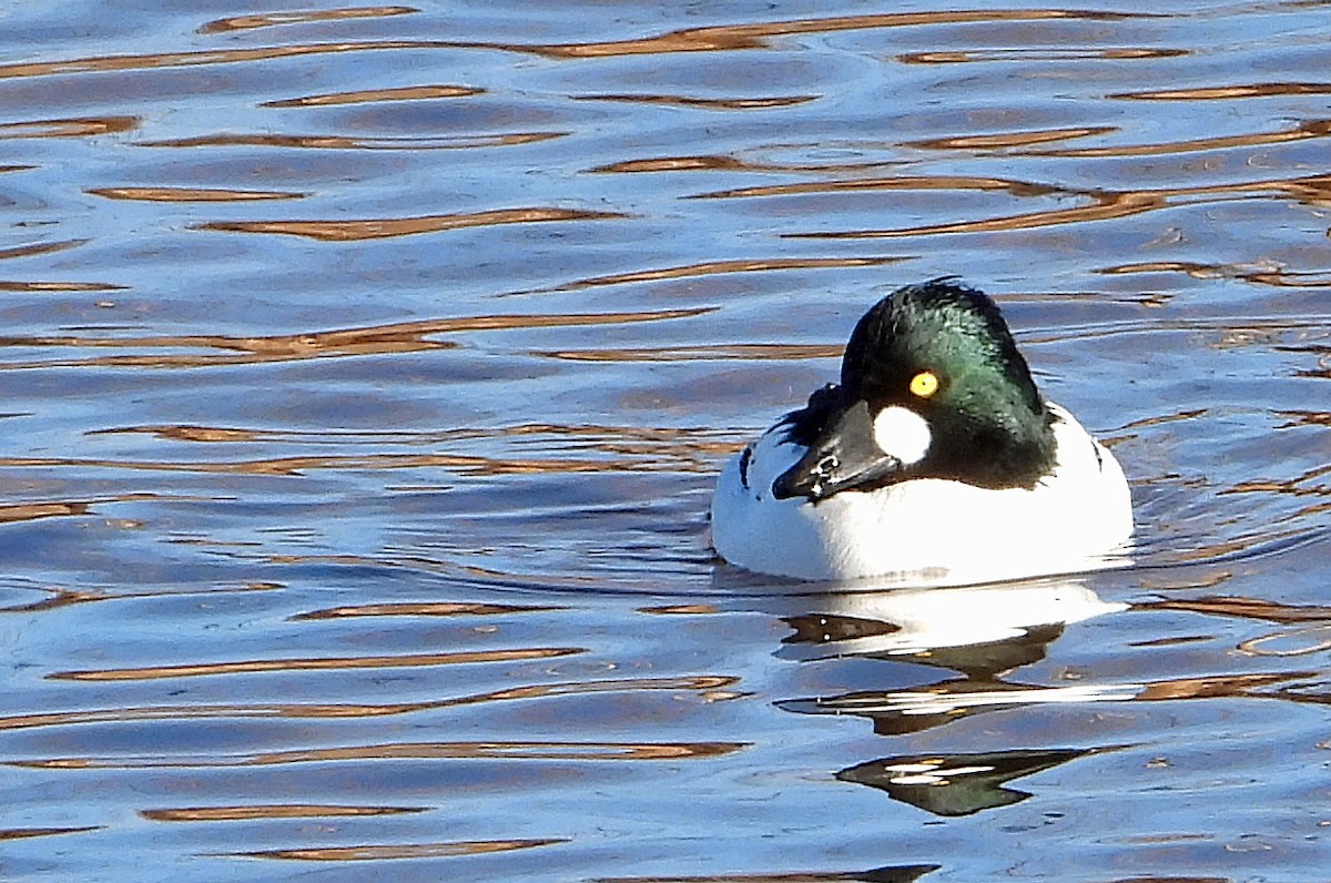 Common Goldeneye - Jack Robinson