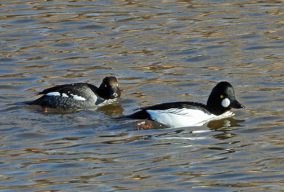 Common Goldeneye - ML613254256