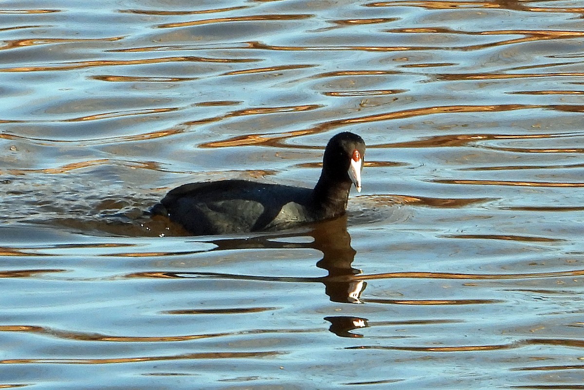 American Coot - ML613254264