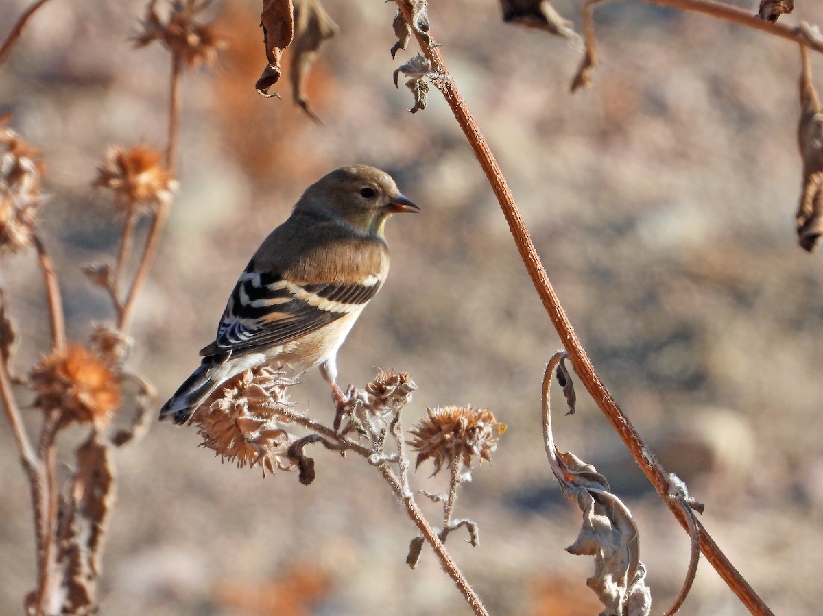 American Goldfinch - ML613254275