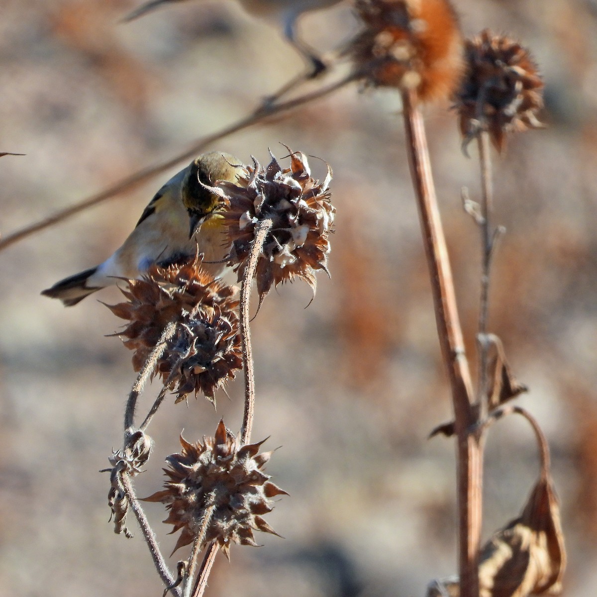 American Goldfinch - ML613254276