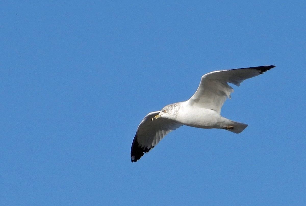 Ring-billed Gull - Jack Robinson