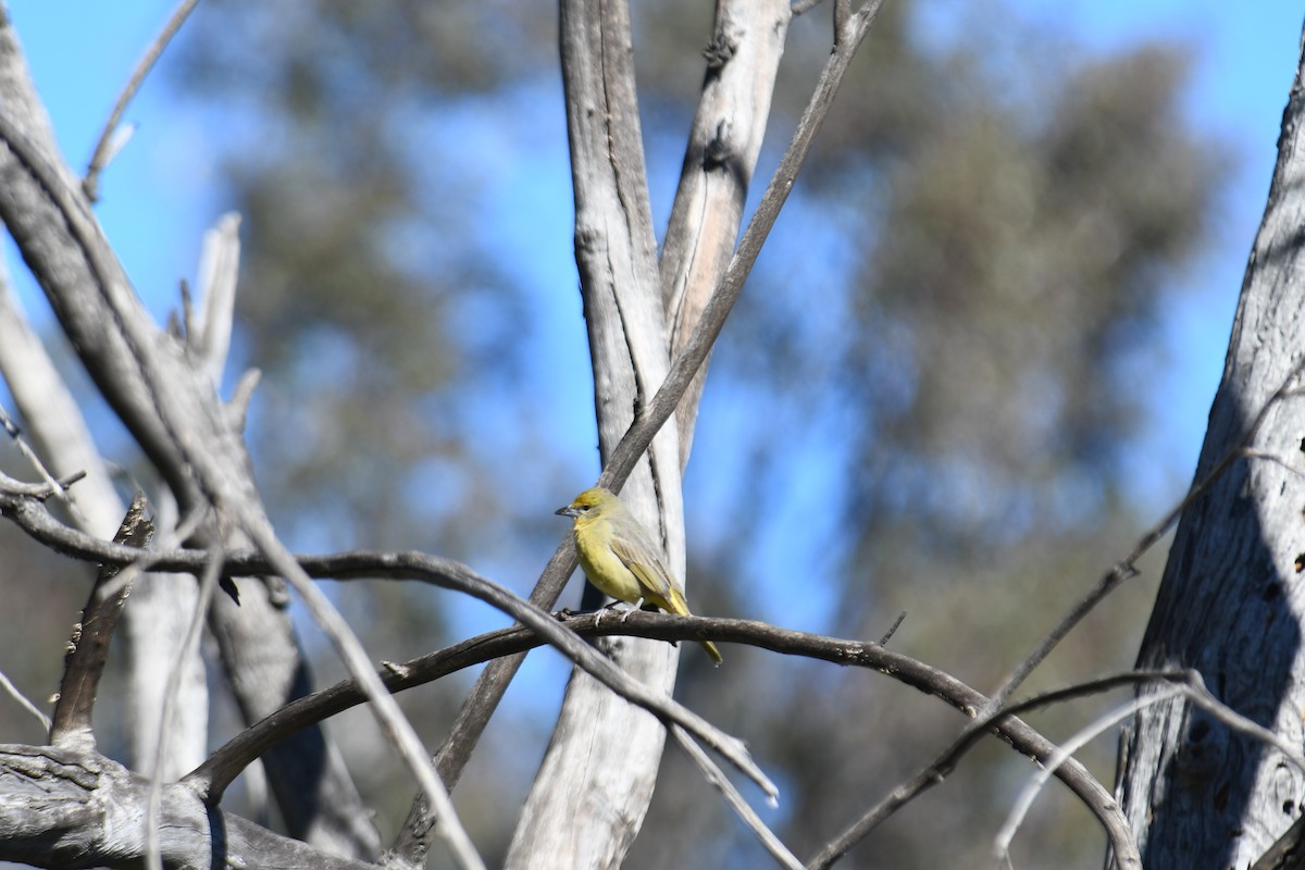 Hepatic Tanager - Sam Sphire