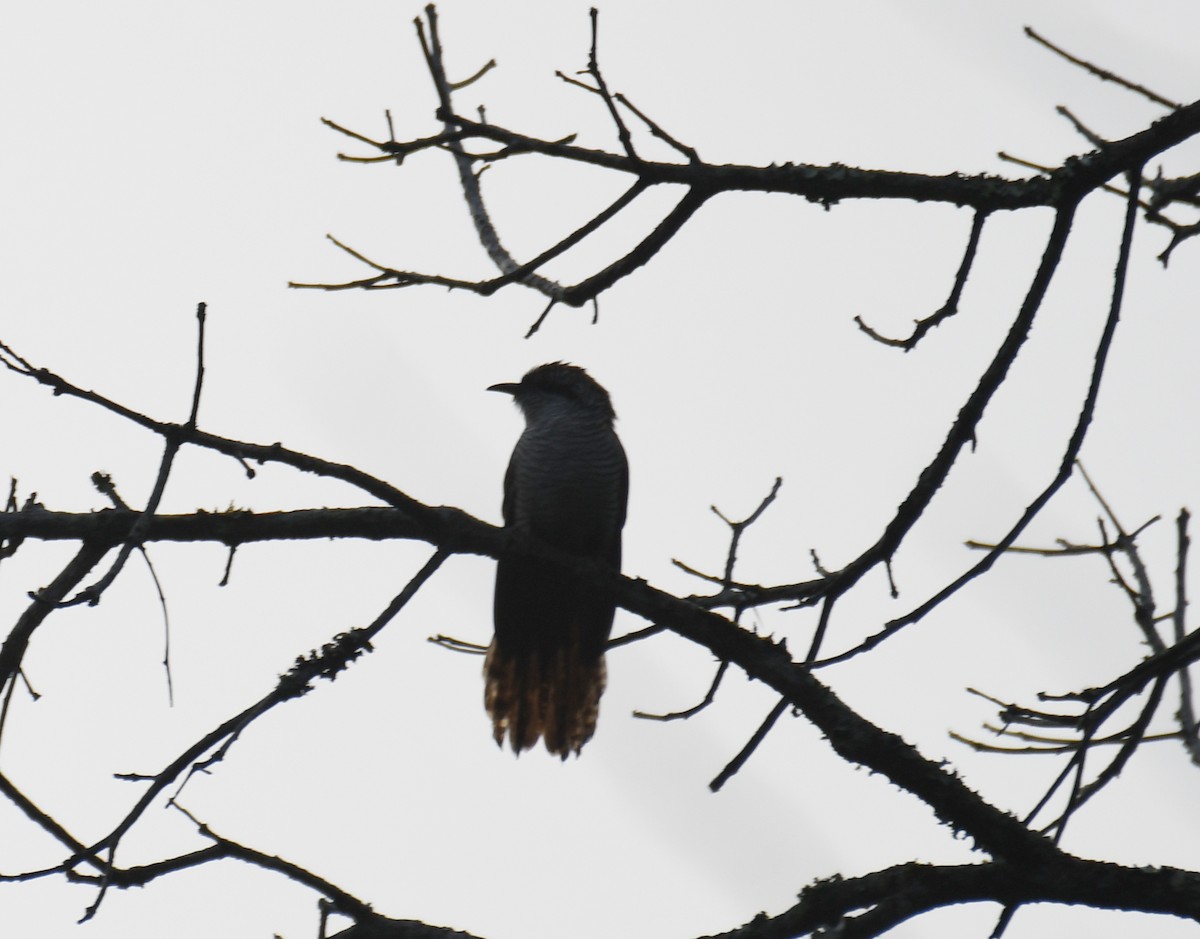 Banded Bay Cuckoo - ML613254335