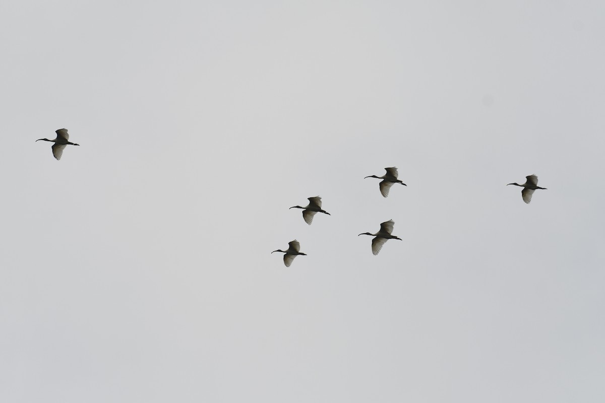 ibis černohlavý - ML613254424