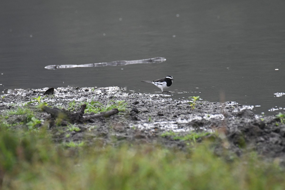 White-browed Wagtail - ML613254494