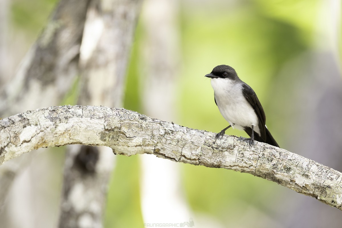 Mangrove Robin - ML613254520
