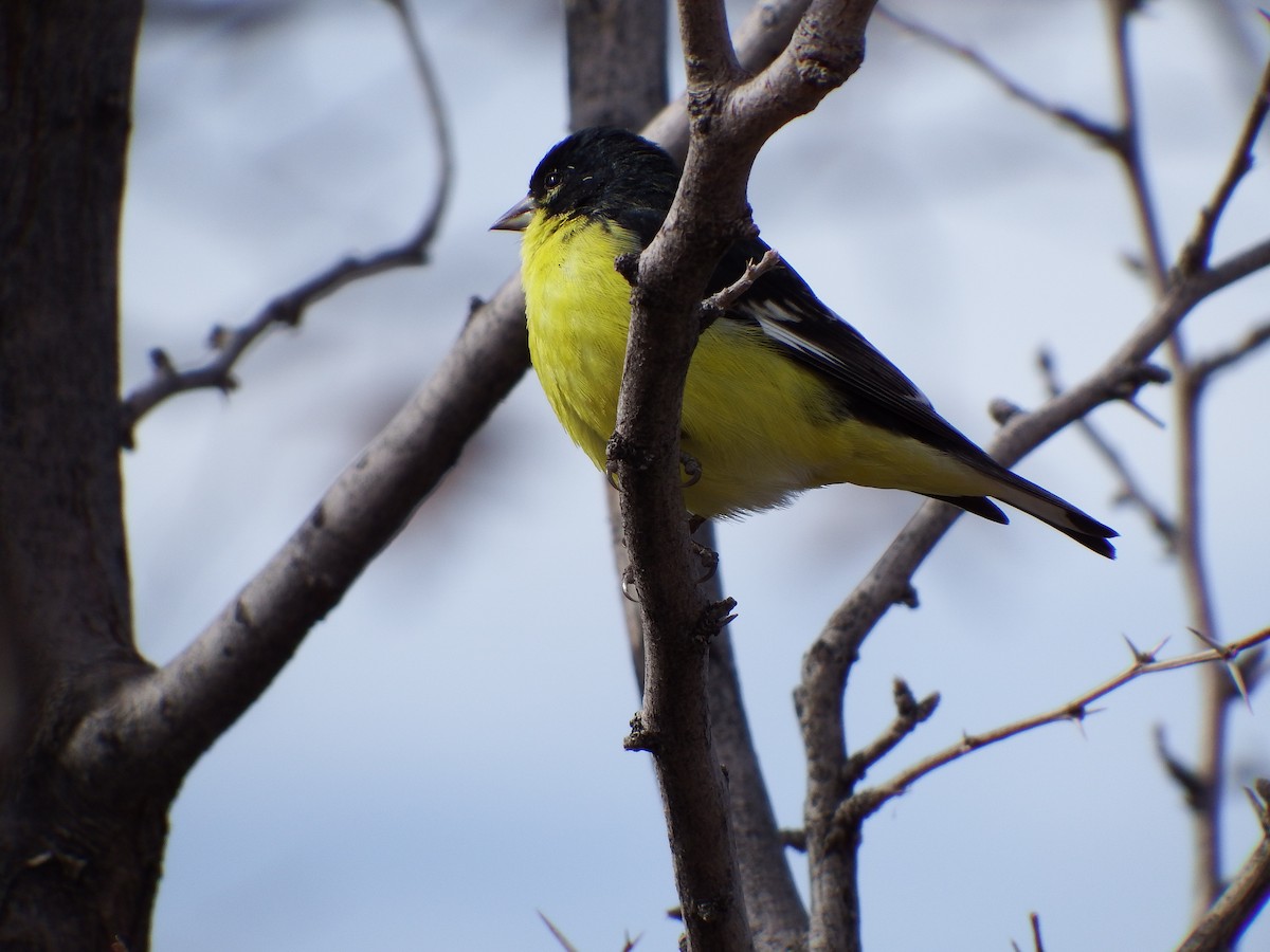 Lesser Goldfinch - Adrienne Warner