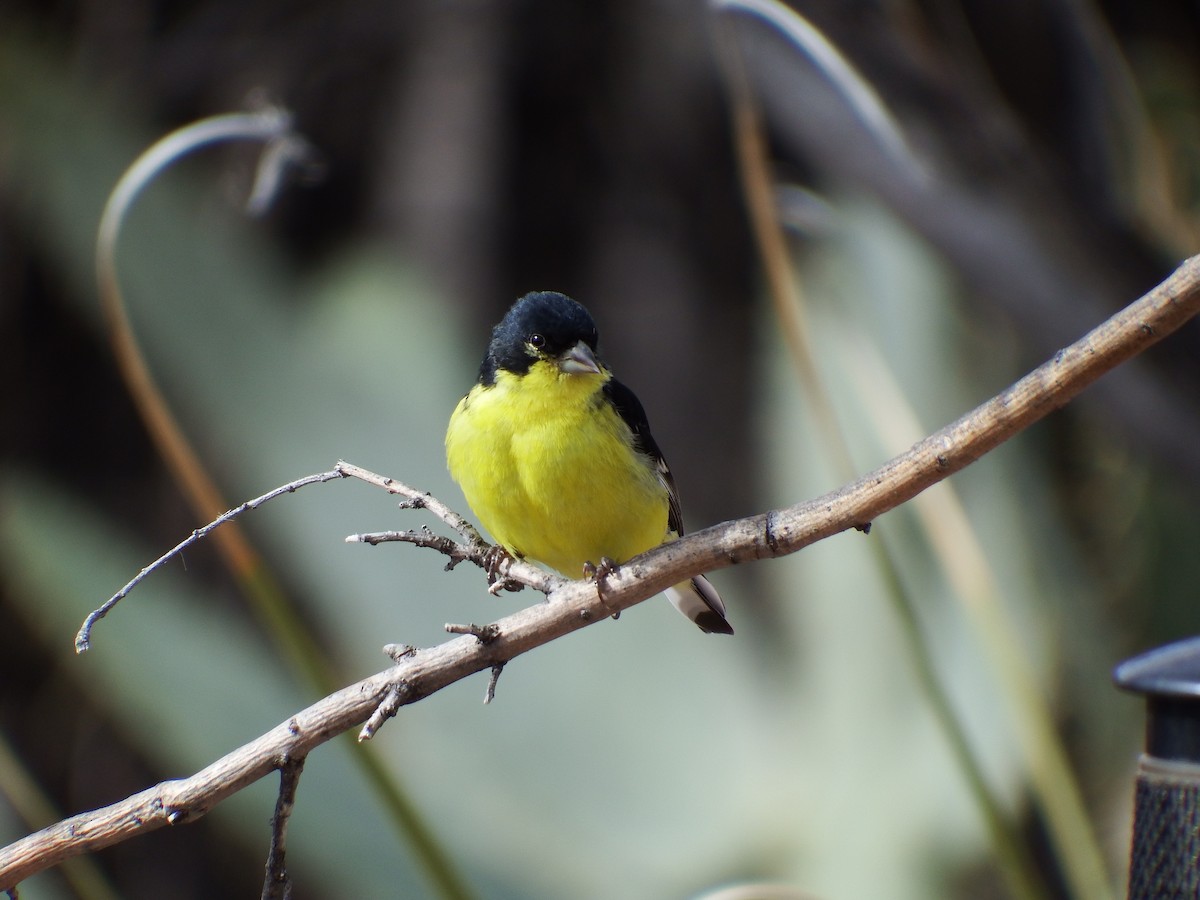 Lesser Goldfinch - ML613254543