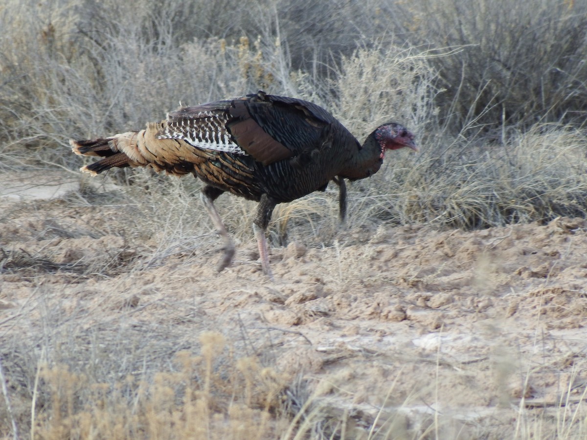 Wild Turkey - ML613254555