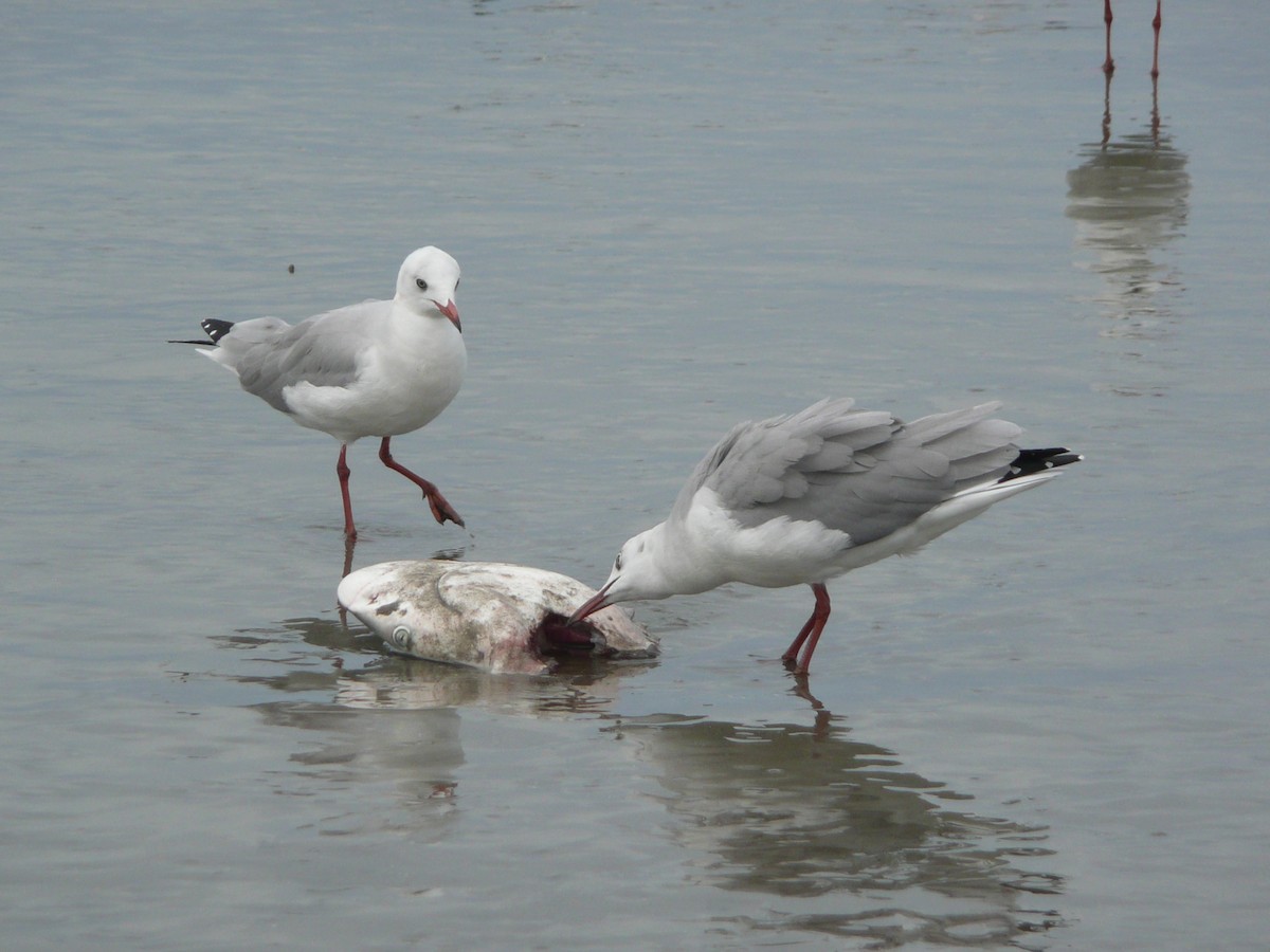 Gaviota Cabecigrís - ML613254665