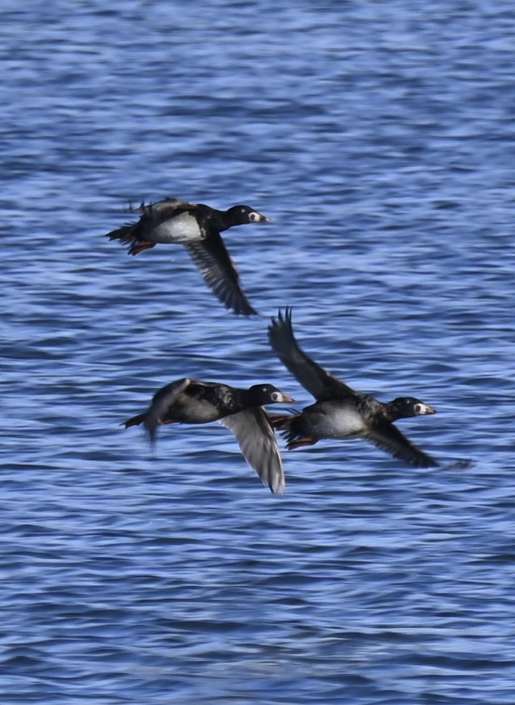 Surf Scoter - ML613254678