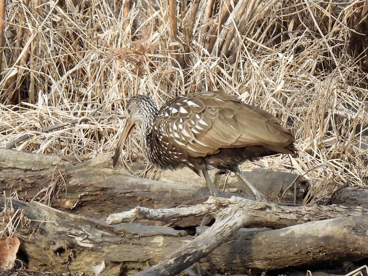 Limpkin - ML613254745