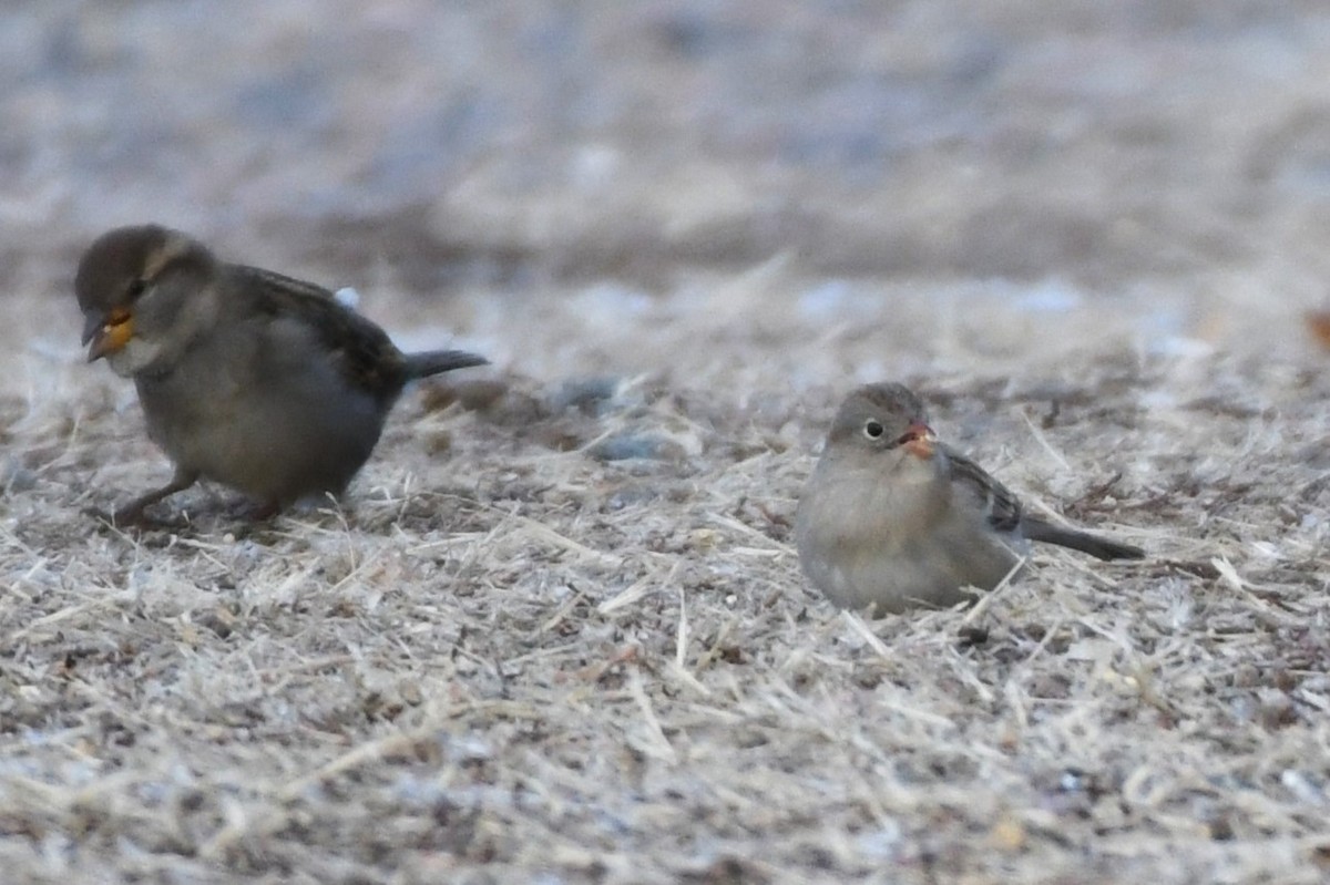 Field Sparrow - ML613254763