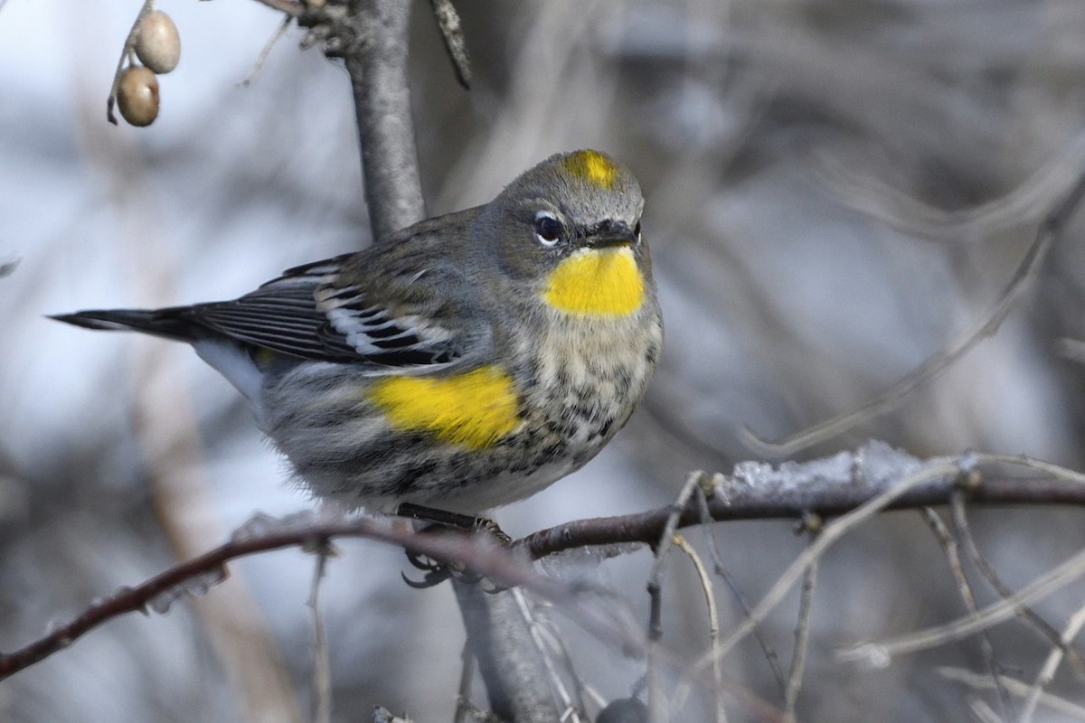 Yellow-rumped Warbler - Pat McGrane