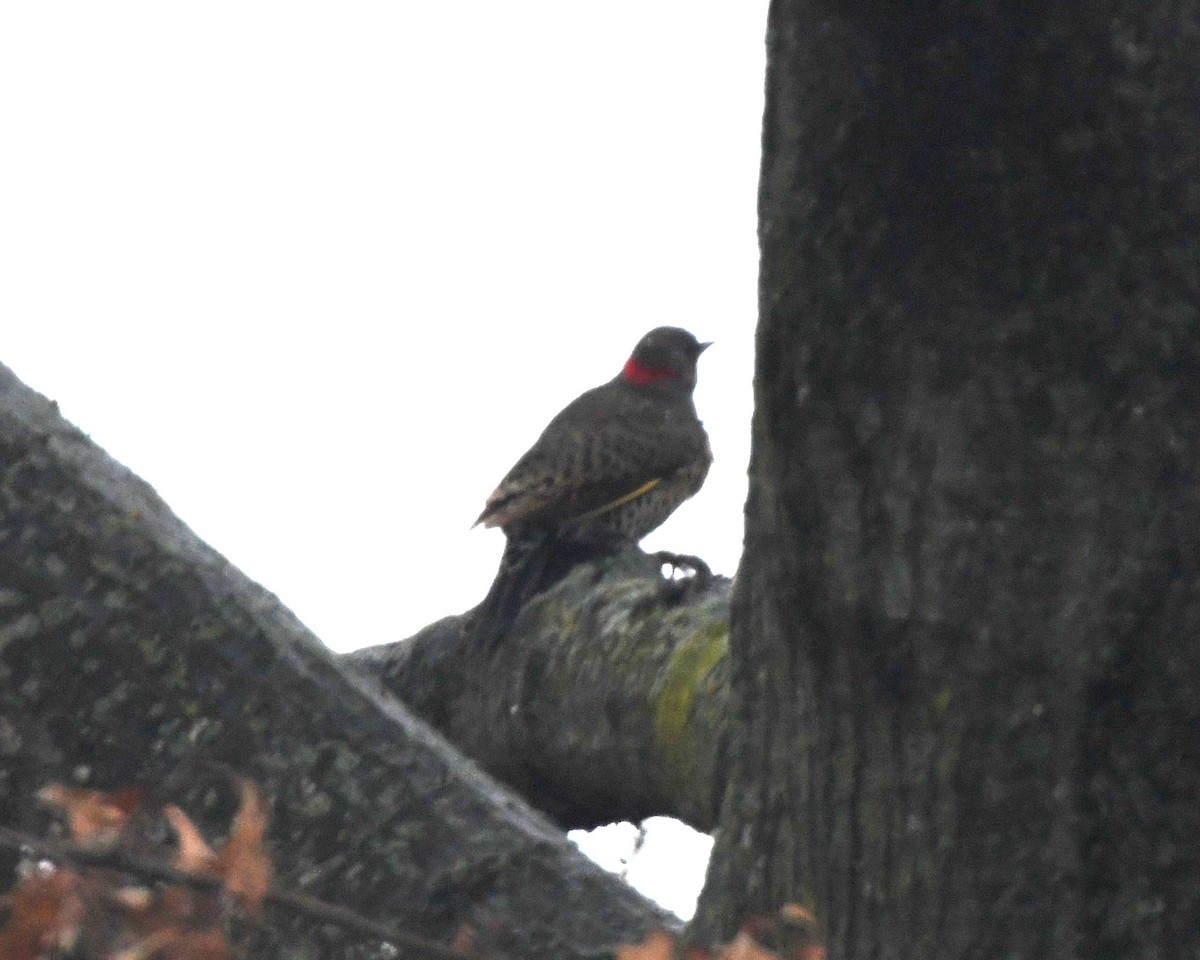 Northern Flicker - ML613254846