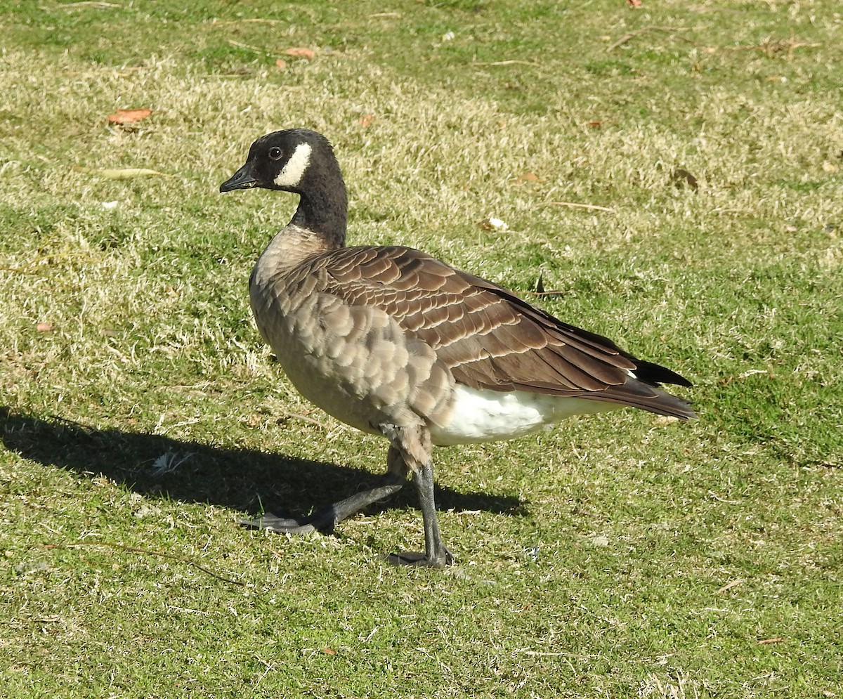 Cackling Goose (Aleutian) - ML613254860