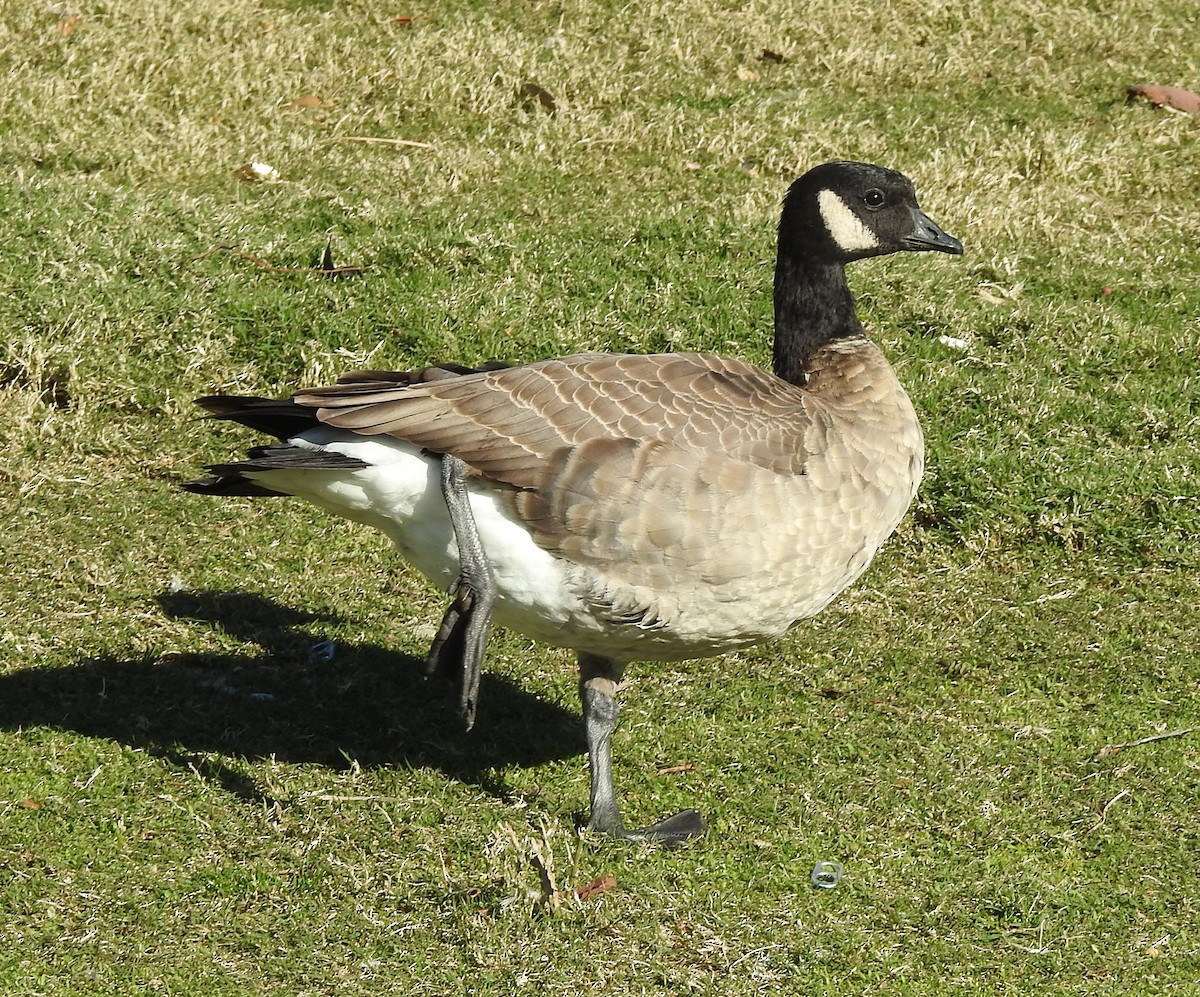 Cackling Goose (Aleutian) - ML613254861