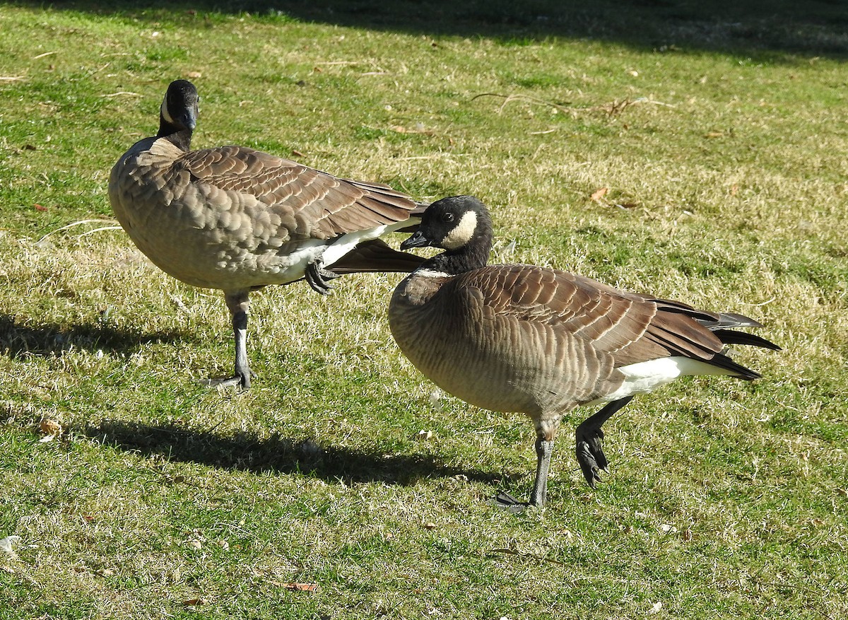 Cackling Goose (Aleutian) - ML613254862