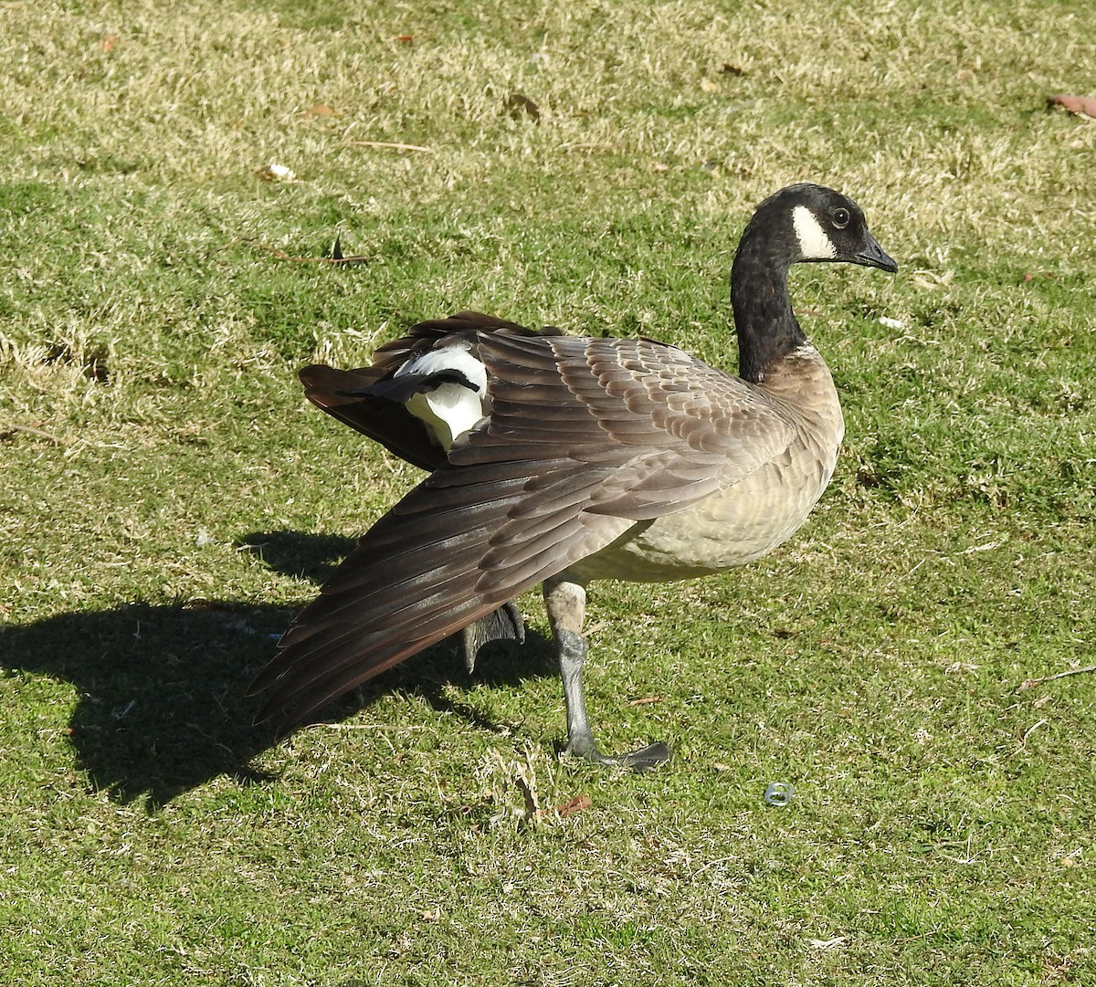 Cackling Goose (Aleutian) - ML613254863