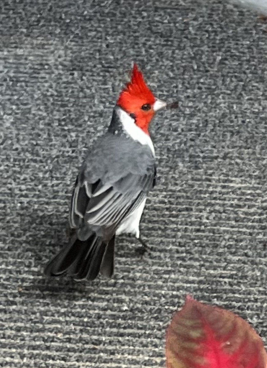 Red-crested Cardinal - ML613254919