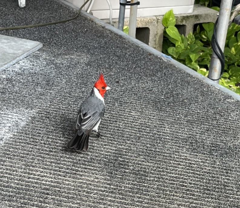 Red-crested Cardinal - ML613254922