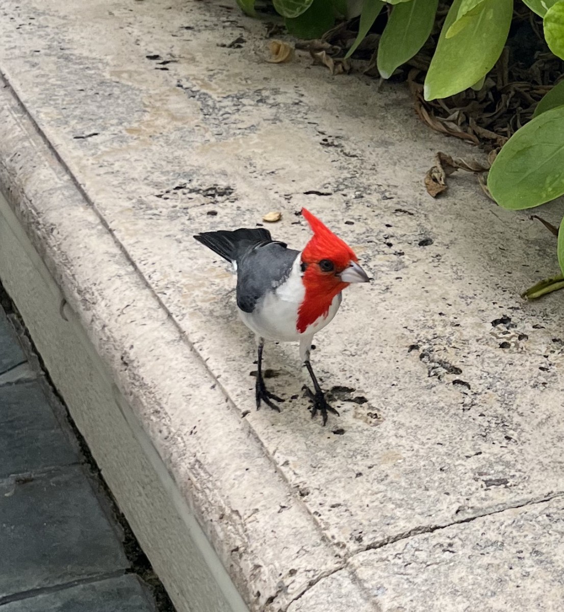 Red-crested Cardinal - ML613254928
