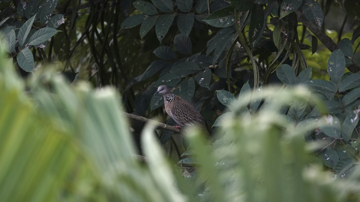 Spotted Dove - ML613254991