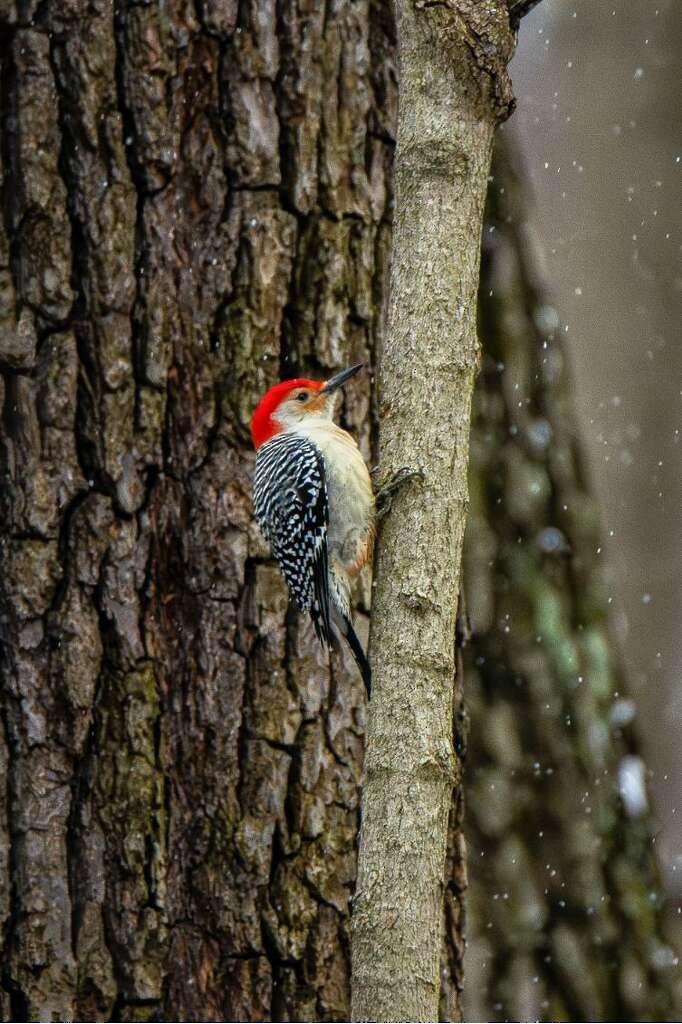 Red-bellied Woodpecker - ML613255073