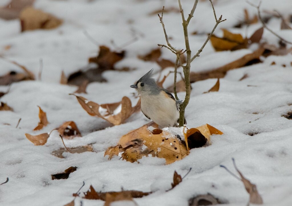 Tufted Titmouse - ML613255078