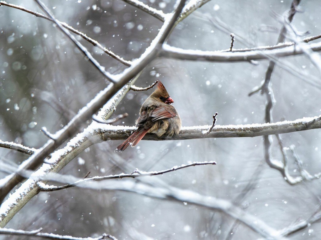 Northern Cardinal - ML613255155