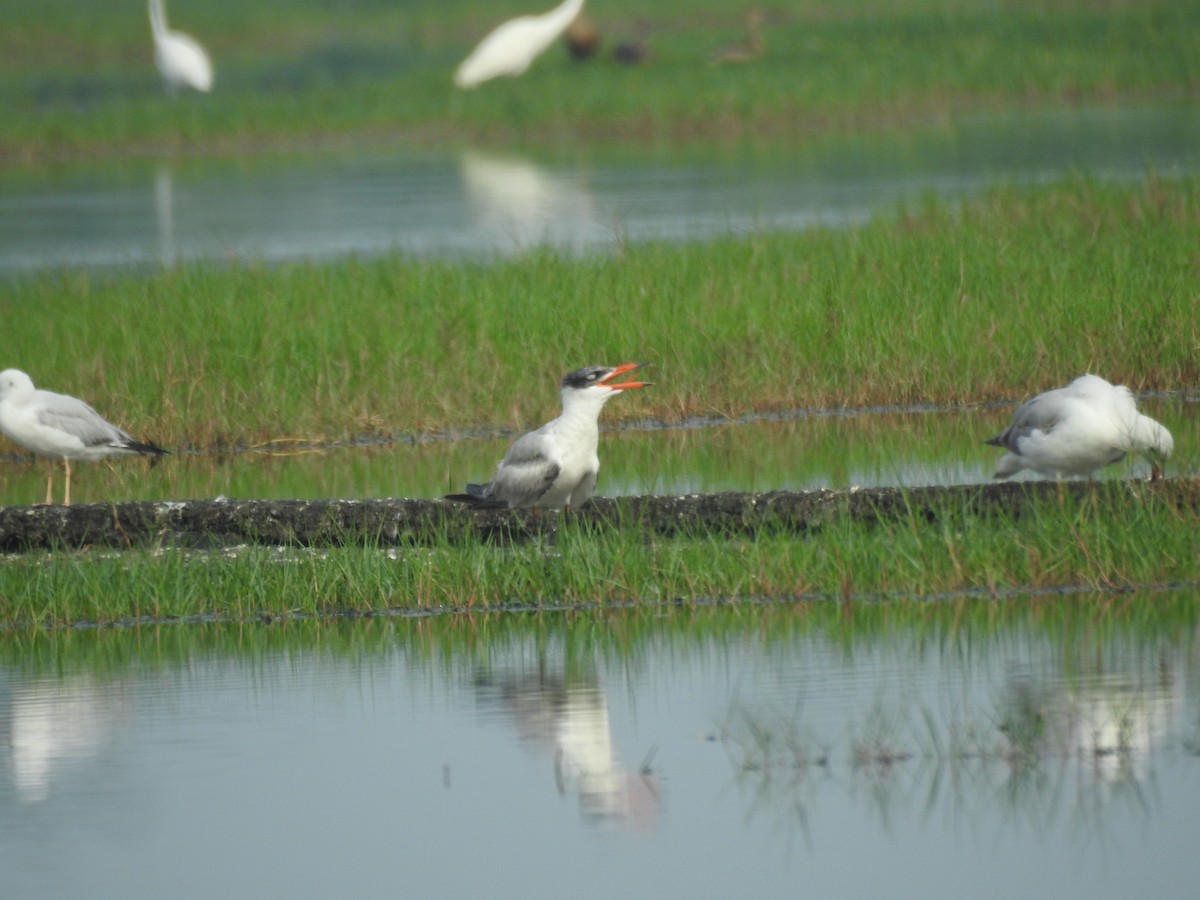 Caspian Tern - Sudheesh  Mohan