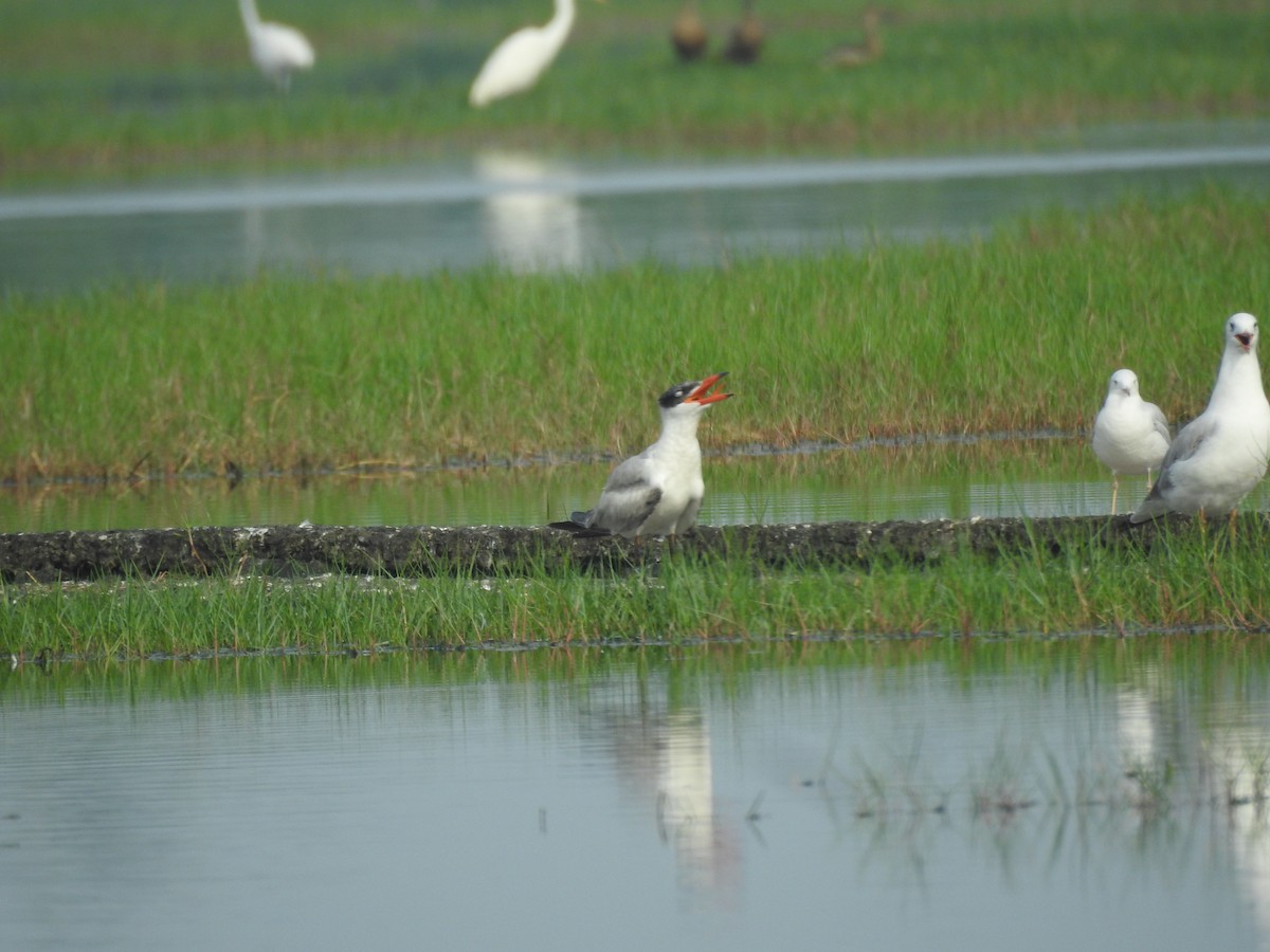 Caspian Tern - ML613255170