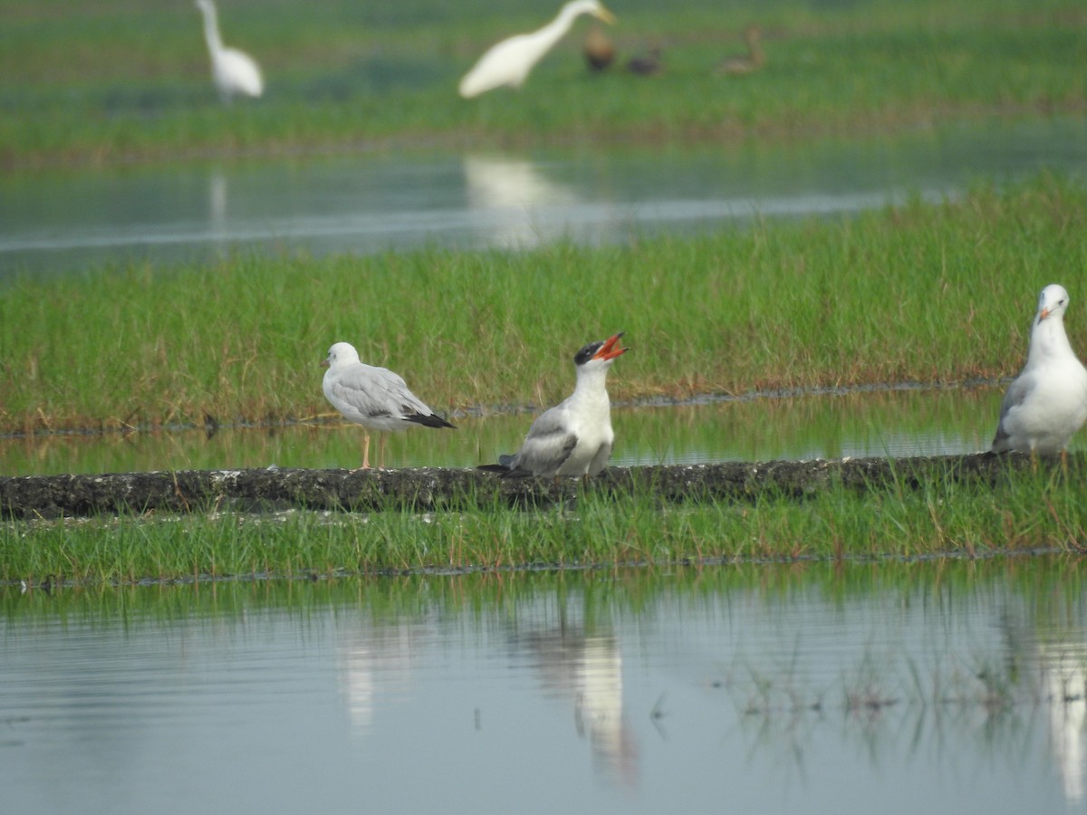 Caspian Tern - Sudheesh  Mohan