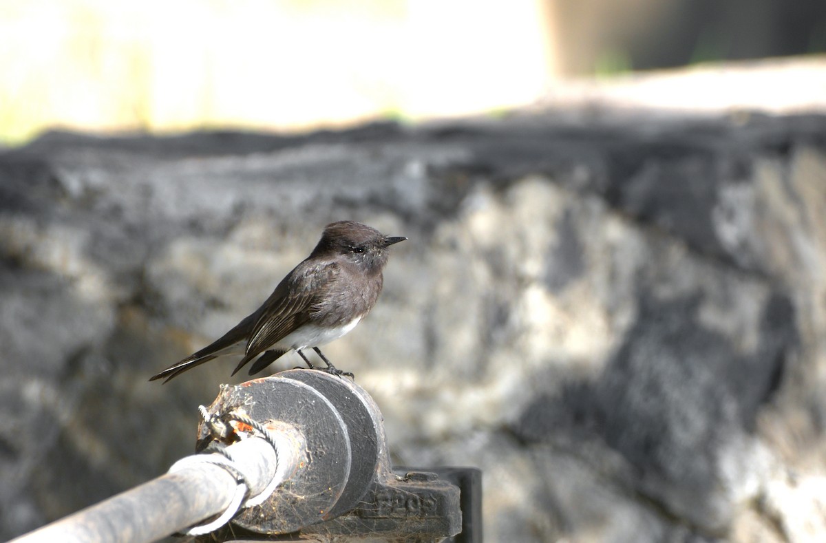 Black Phoebe (Northern) - ML613255207