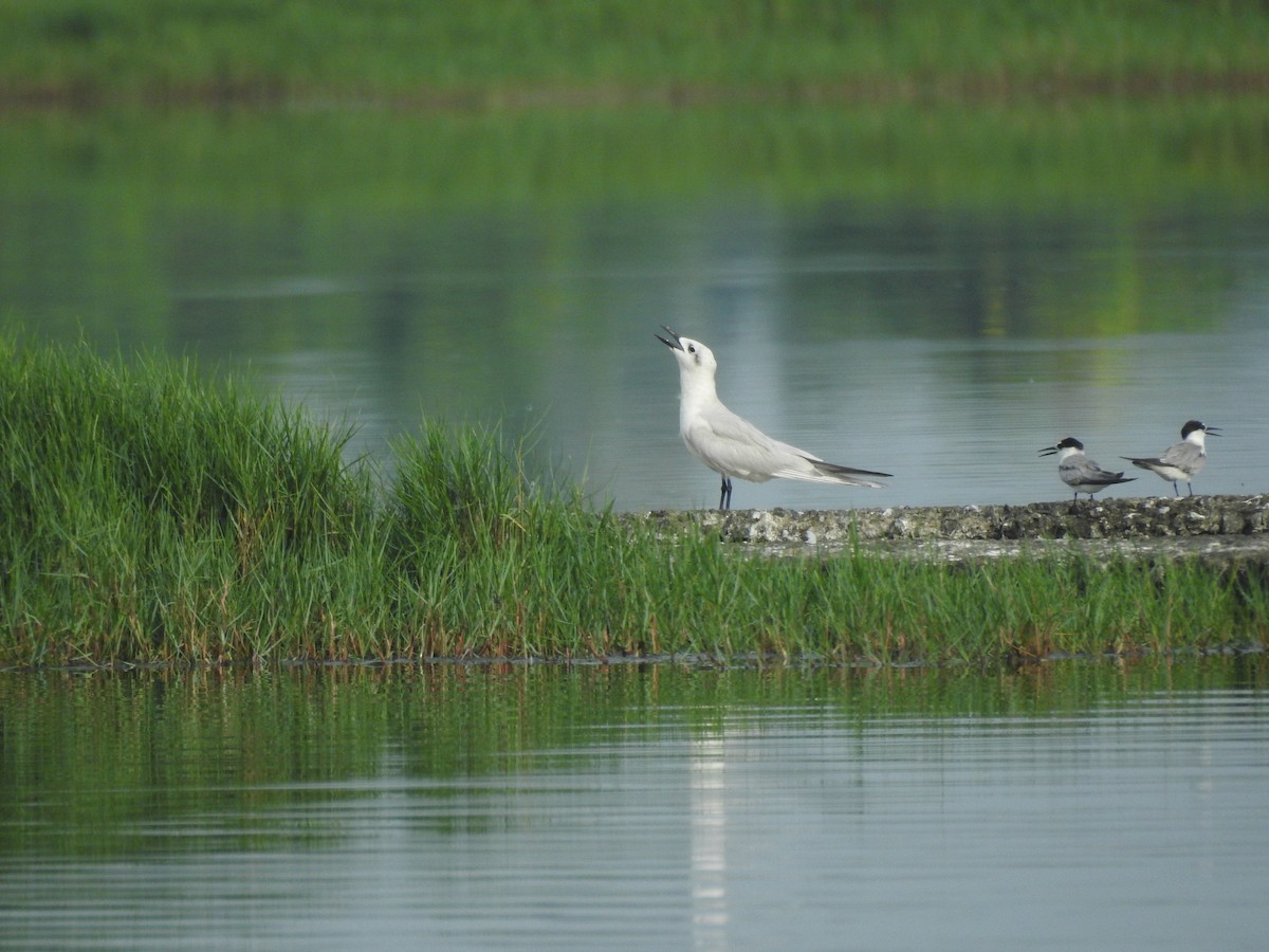 Gull-billed Tern - Sudheesh  Mohan