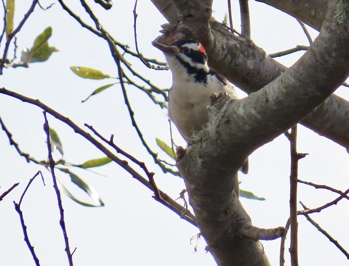 Hairy Woodpecker - ML613255327
