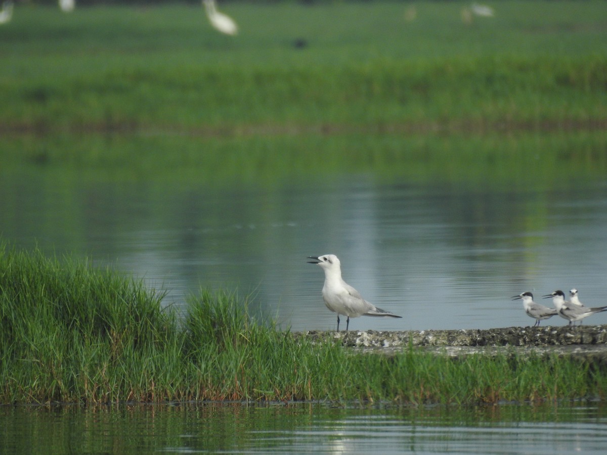 Gull-billed Tern - Sudheesh  Mohan