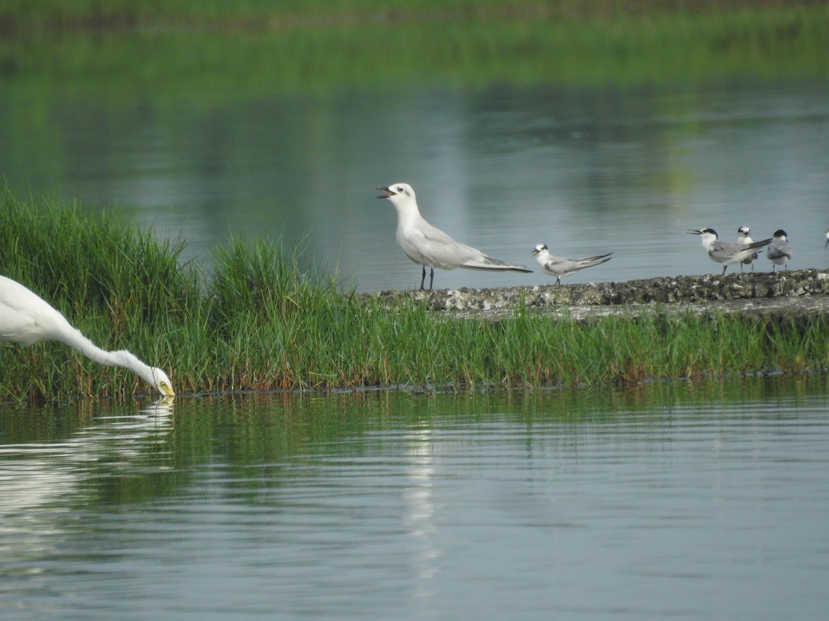 Gull-billed Tern - ML613255347