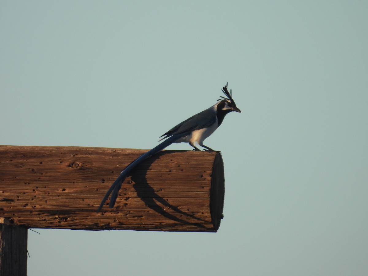 Black-throated Magpie-Jay - ML613255448