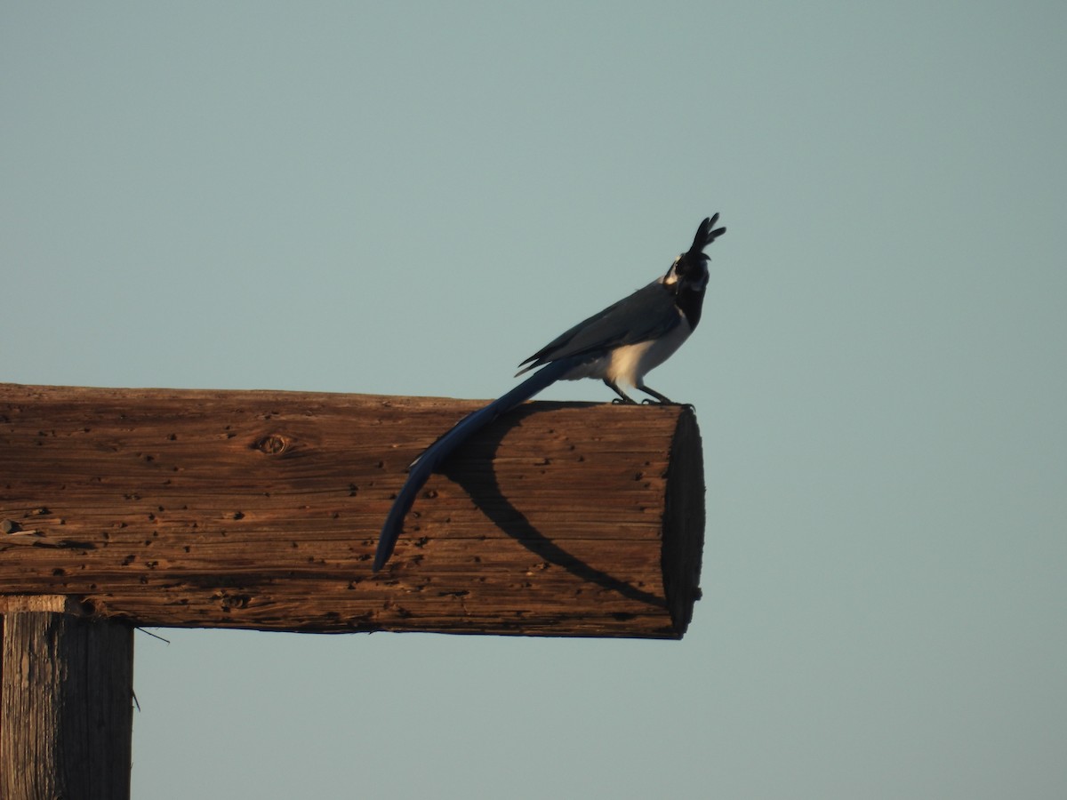 Black-throated Magpie-Jay - ML613255449