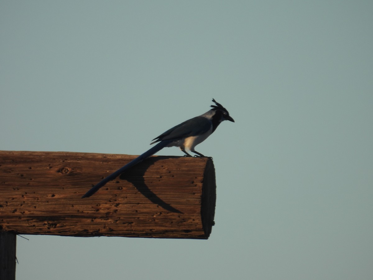 Black-throated Magpie-Jay - ML613255450